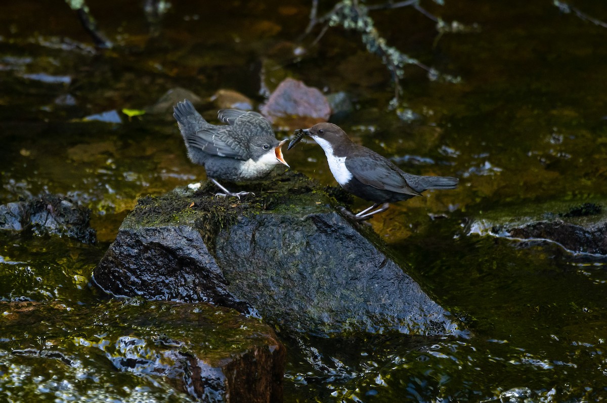 White-throated Dipper - Eric Francois Roualet