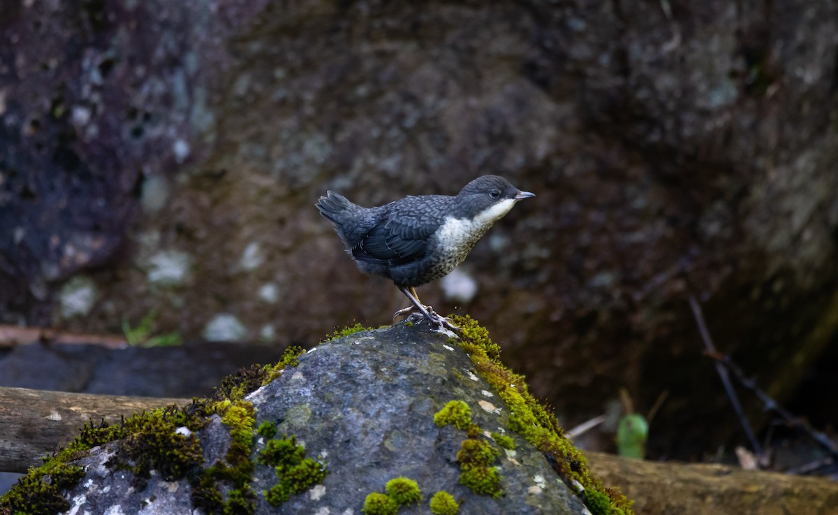 White-throated Dipper - Eric Francois Roualet