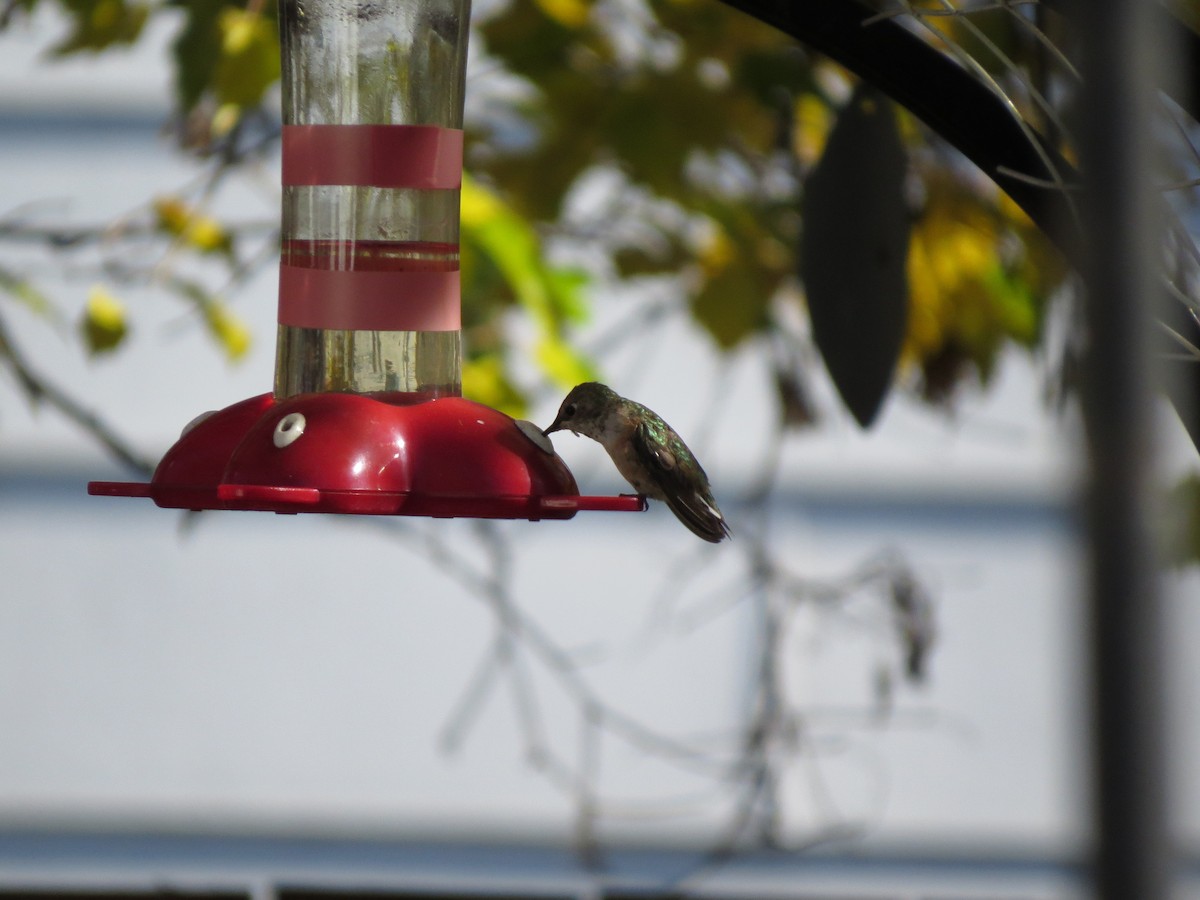 Rufous Hummingbird - Shari Wenger