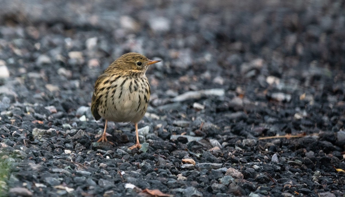 Meadow Pipit - Eric Francois Roualet
