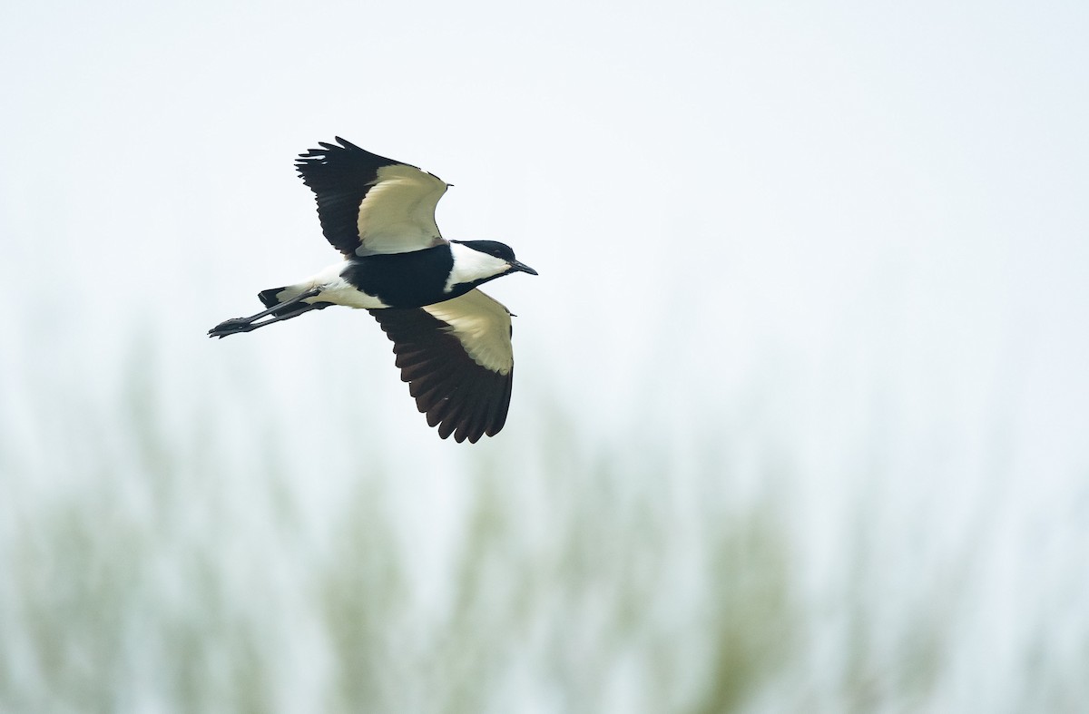 Spur-winged Lapwing - ML205010811