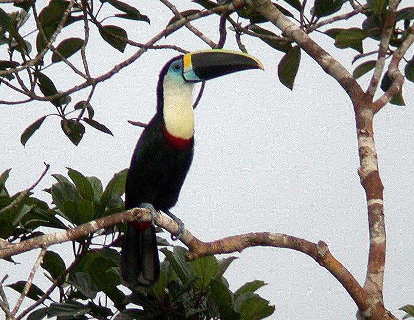 White-throated Toucan (Cuvier's) - ML205010891