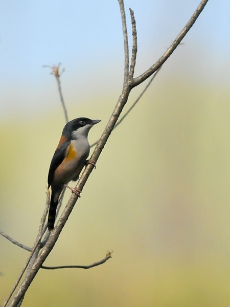 Black-headed Shrike-Babbler - ML205010981