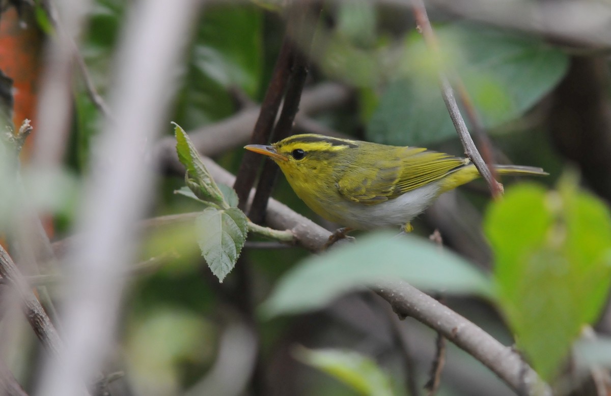 Yellow-vented Warbler - ML205010991