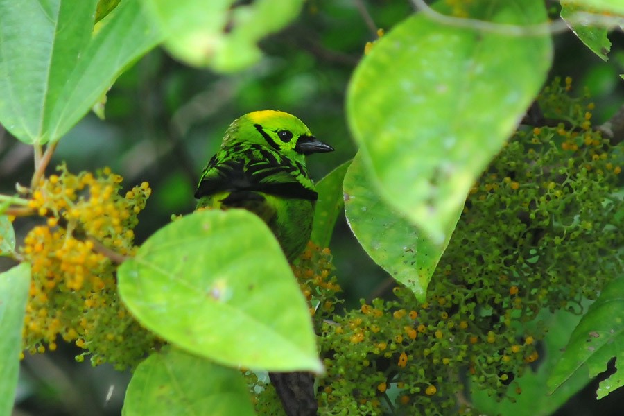 Emerald Tanager - ML205011021