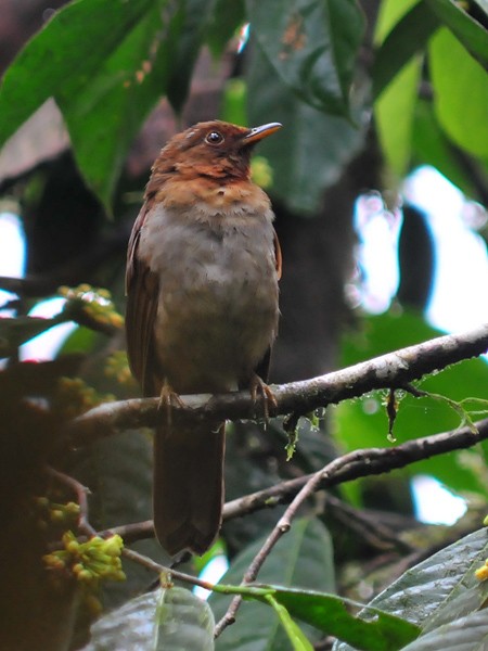 Rufous-brown Solitaire (Chestnut-throated) - ML205011061