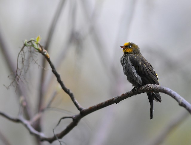 Yellow-rumped Honeyguide - eBird
