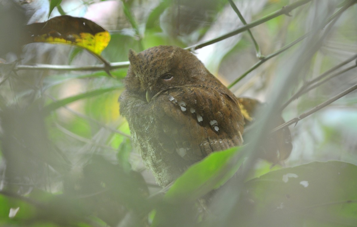 Middle American Screech-Owl (Vermiculated) - ML205011101
