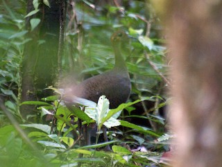 Great Tinamou, ML205011311