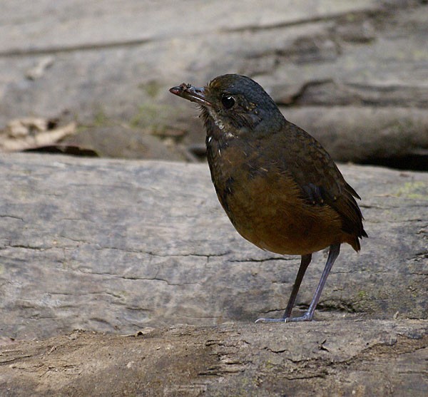 Moustached Antpitta - ML205011361
