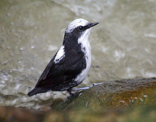 White-capped Dipper (White-bellied) - Dušan Brinkhuizen