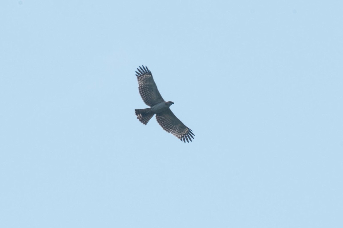 Changeable Hawk-Eagle (Crested) - ML205011461
