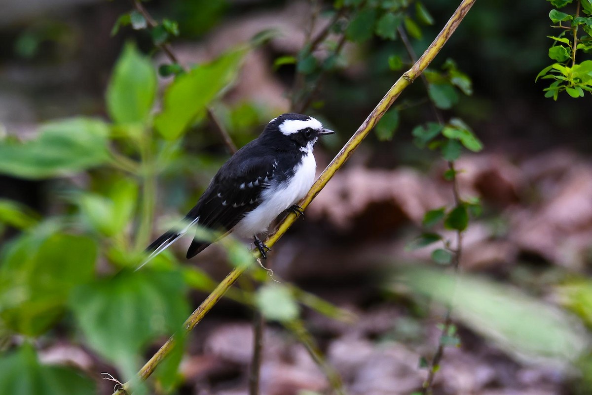 White-browed Fantail - Eric Francois Roualet