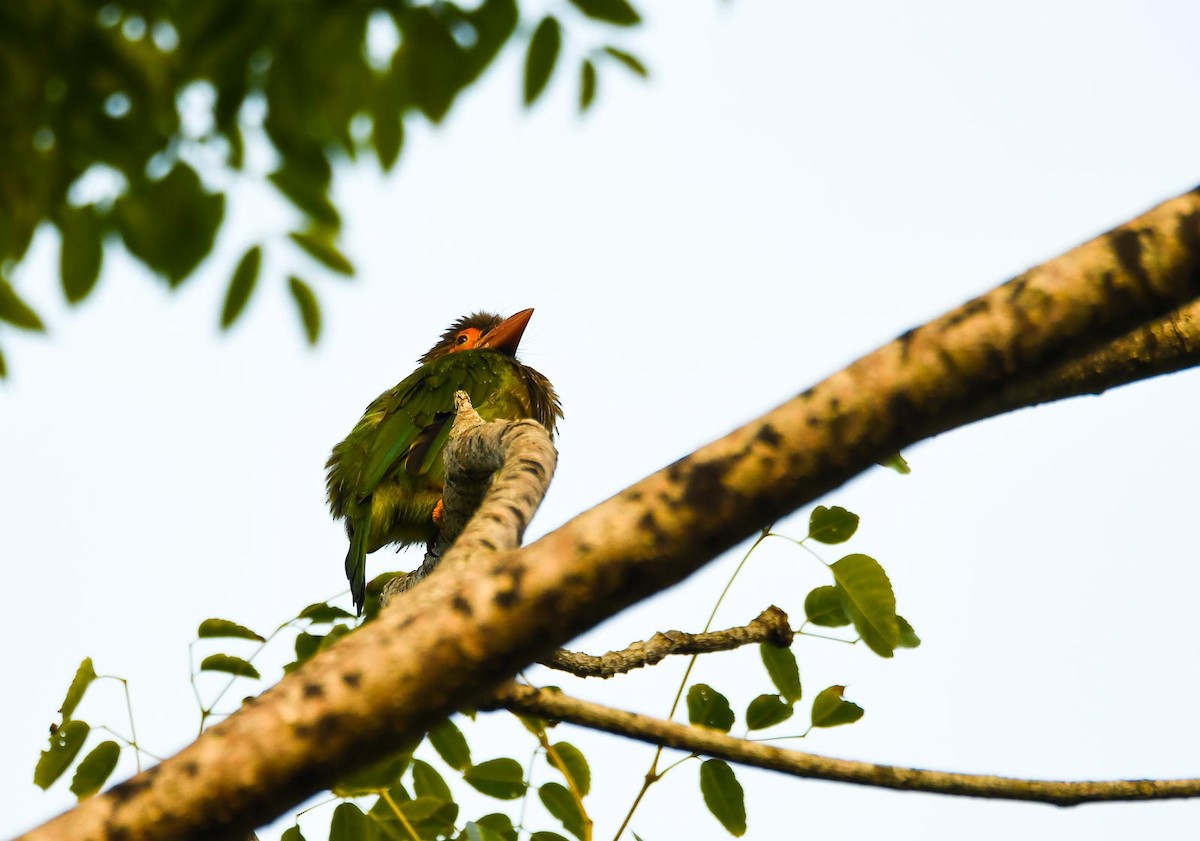 Brown-headed Barbet - Eric Francois Roualet