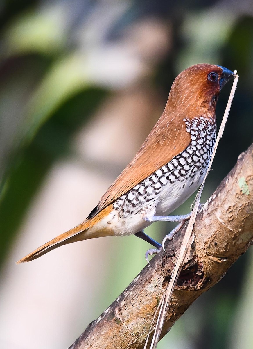 Scaly-breasted Munia (Checkered) - Eric Francois Roualet