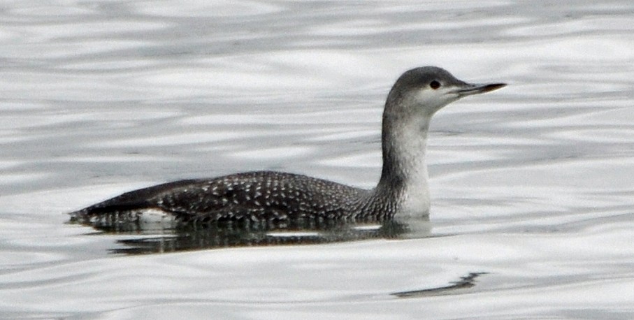 Red-throated Loon - ML20501191