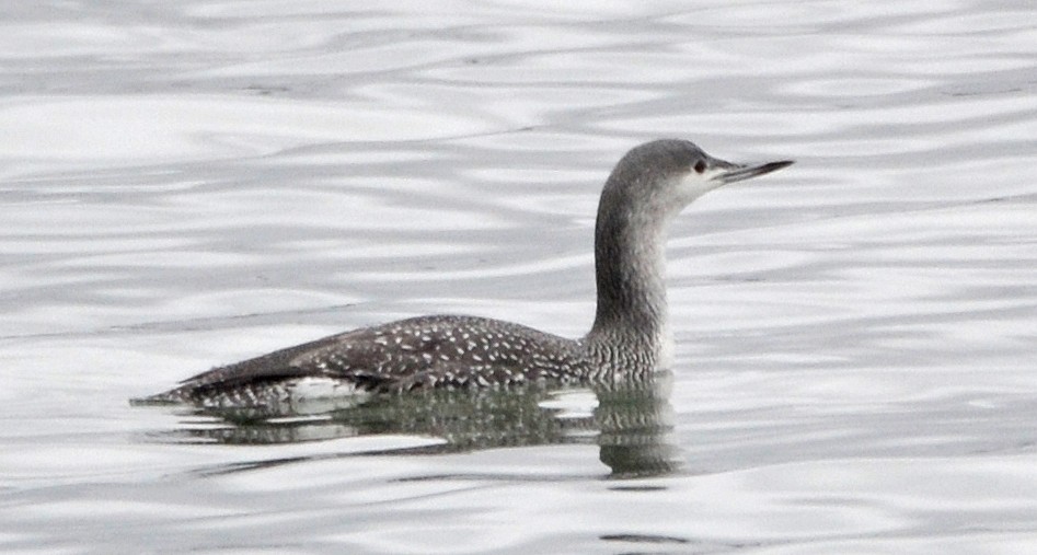 Red-throated Loon - ML20501201