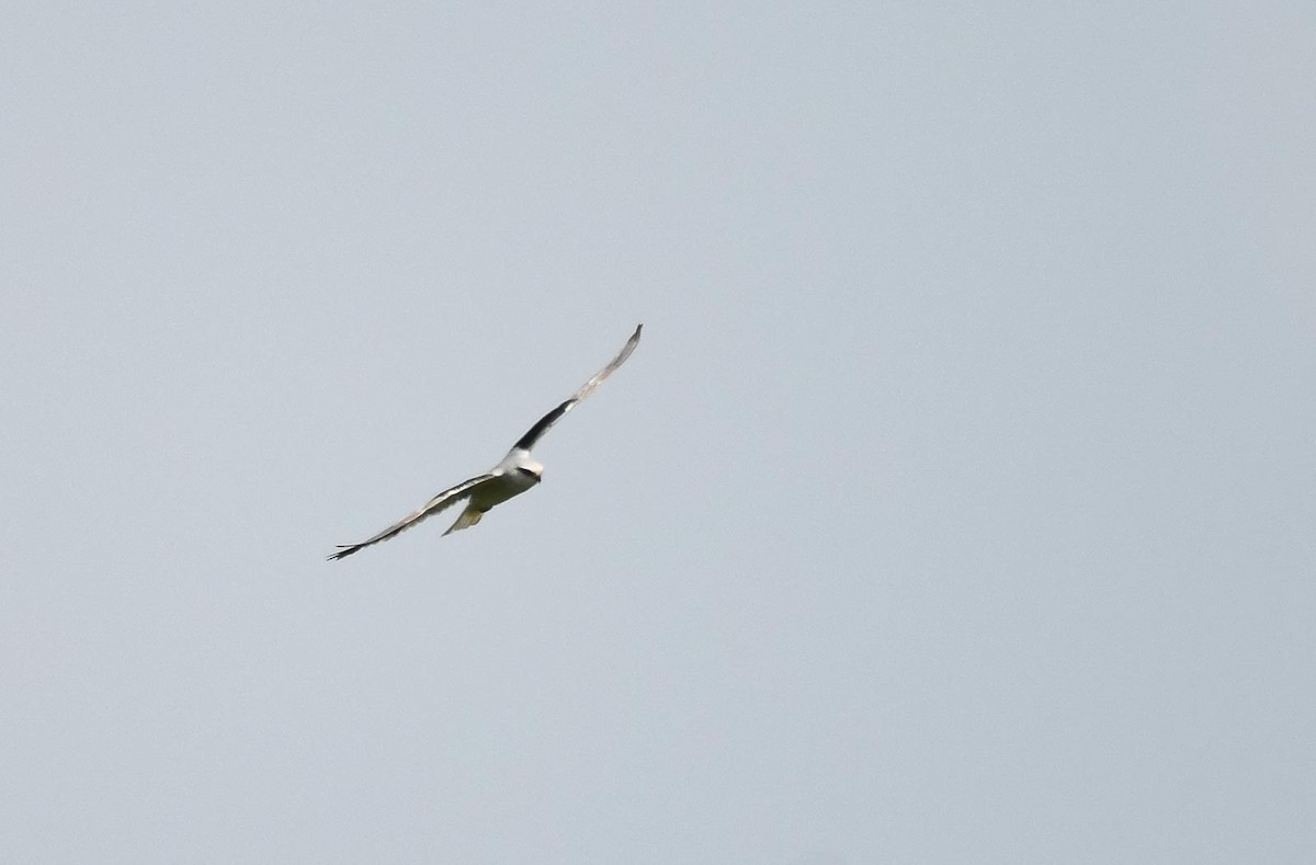 Black-winged Kite (Asian) - Eric Francois Roualet
