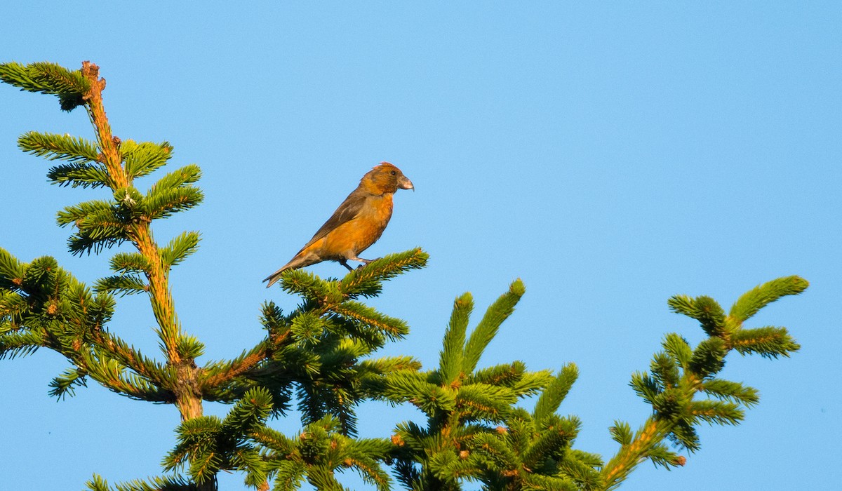 Red Crossbill - Eric Francois Roualet