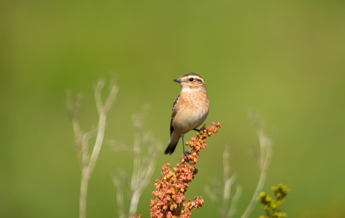 Whinchat - Eric Francois Roualet