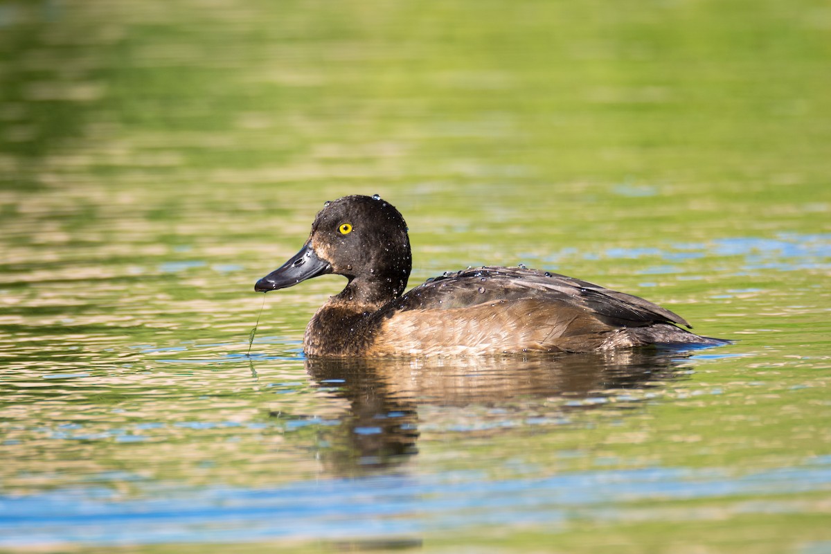 Tufted Duck - ML205012521