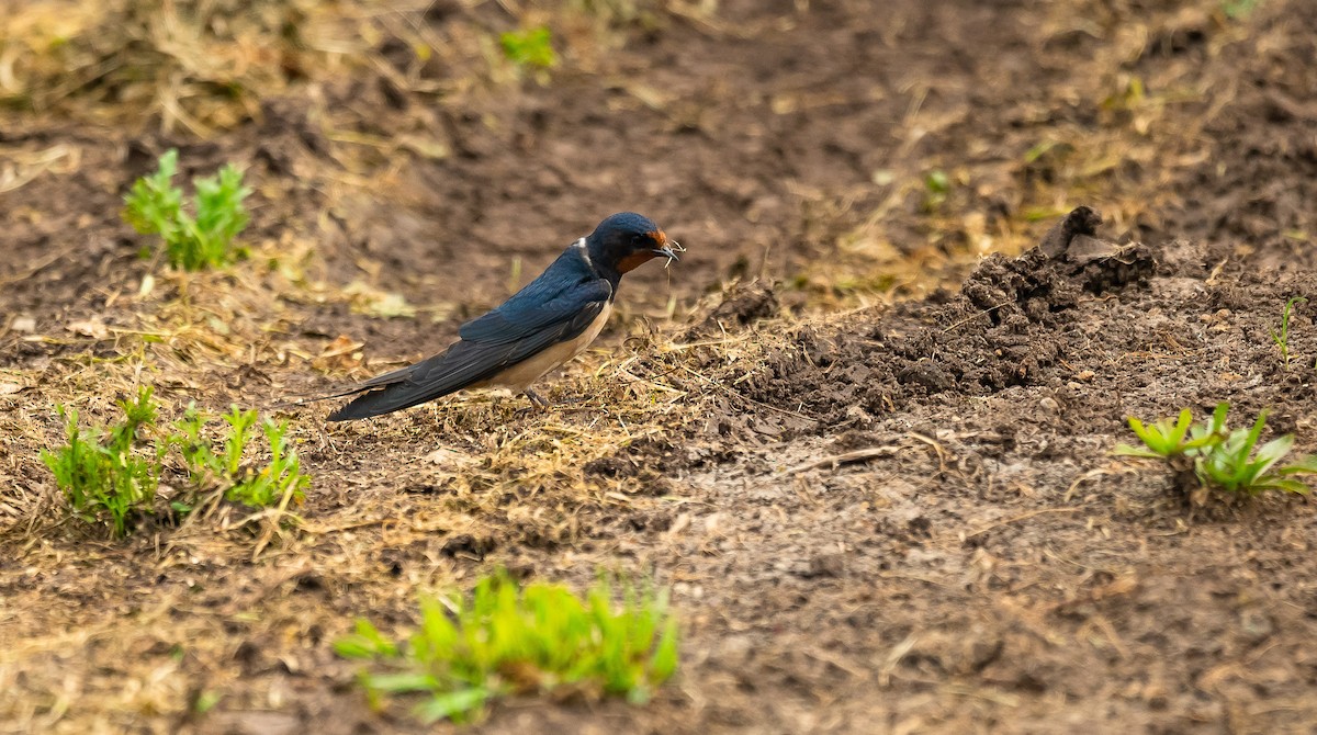 Barn Swallow (Levant) - ML205013121