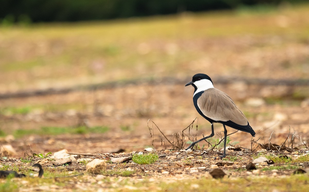 Spur-winged Lapwing - ML205013151