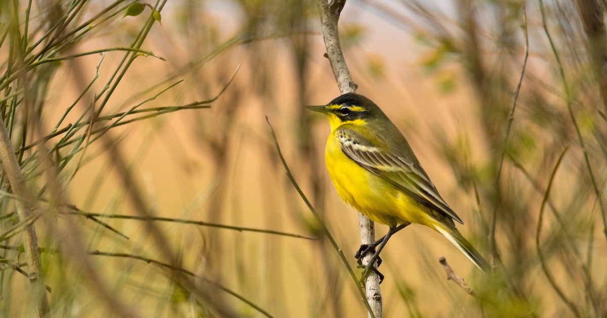Western Yellow Wagtail (xanthophrys-type intergrade) - Eric Francois Roualet