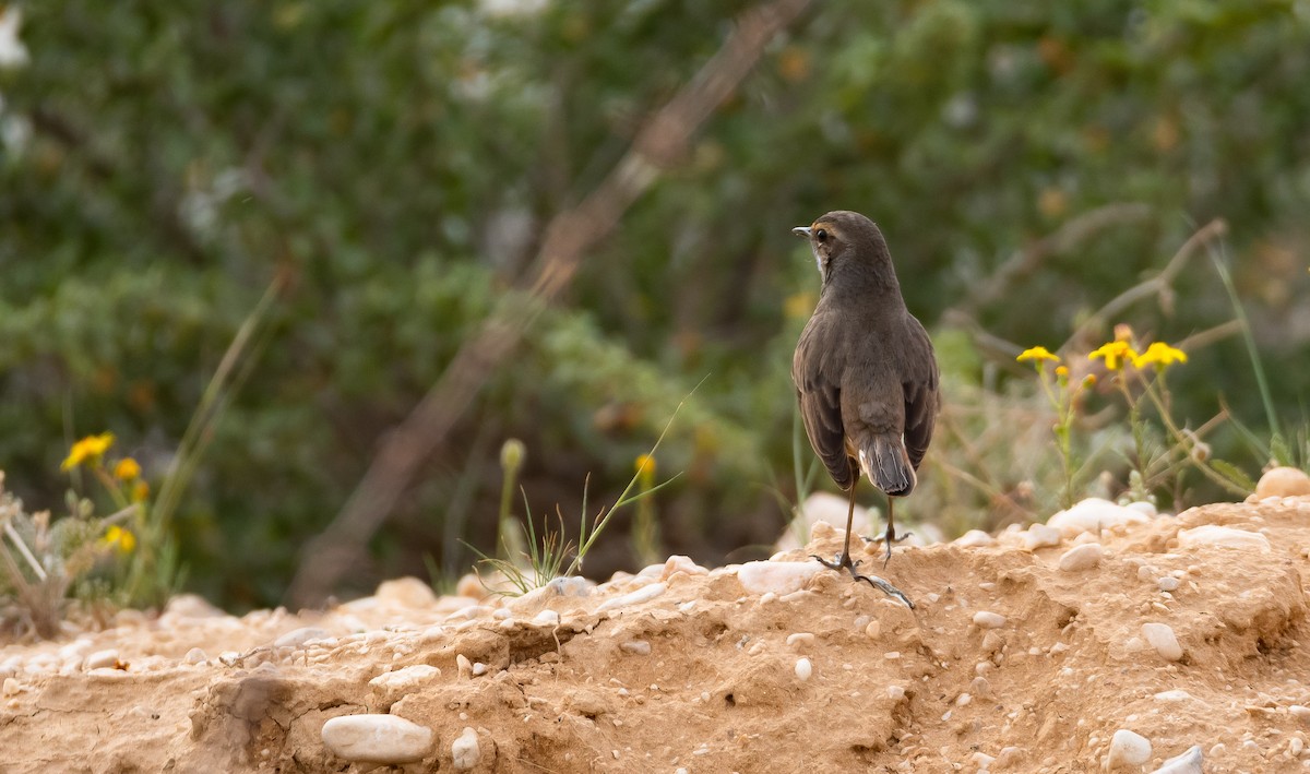 Bluethroat (Red-spotted) - ML205013641