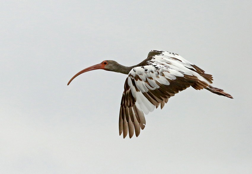 White Ibis - Roger Ahlman