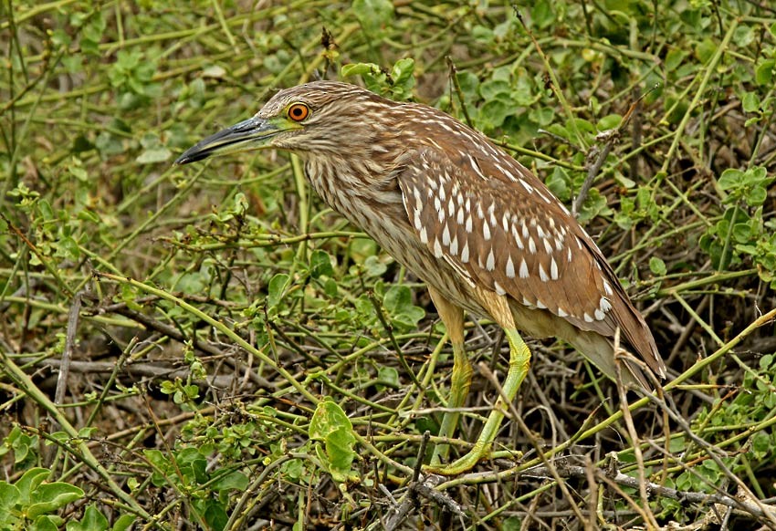 Yellow-crowned Night Heron (Yellow-crowned) - Roger Ahlman
