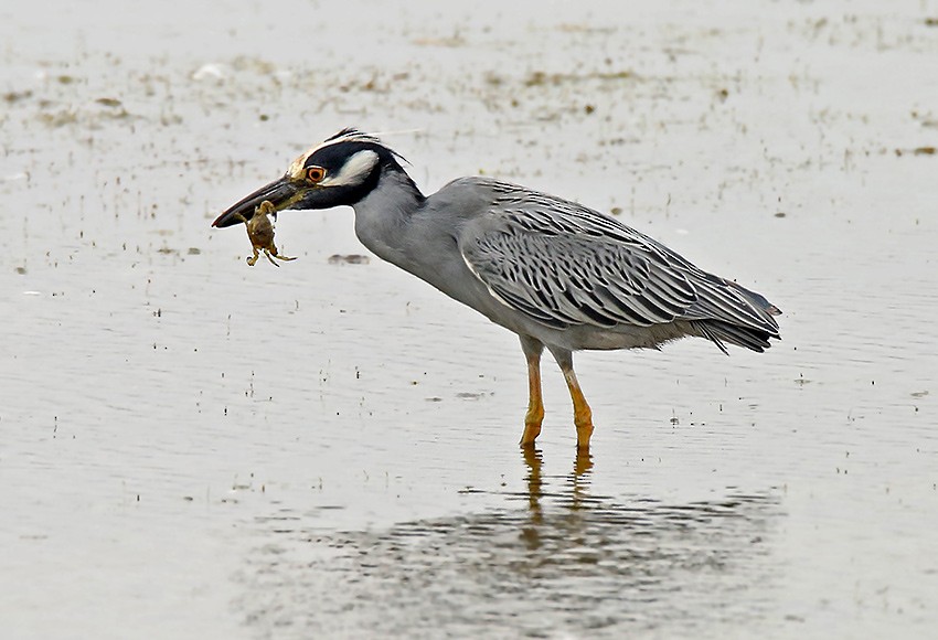 Yellow-crowned Night Heron (Yellow-crowned) - Roger Ahlman