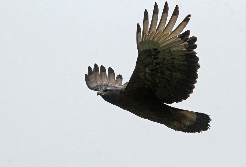 Black-and-chestnut Eagle - Roger Ahlman