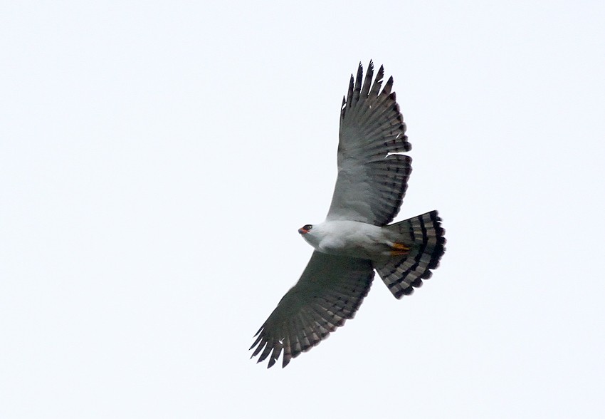 Black-and-white Hawk-Eagle - Roger Ahlman