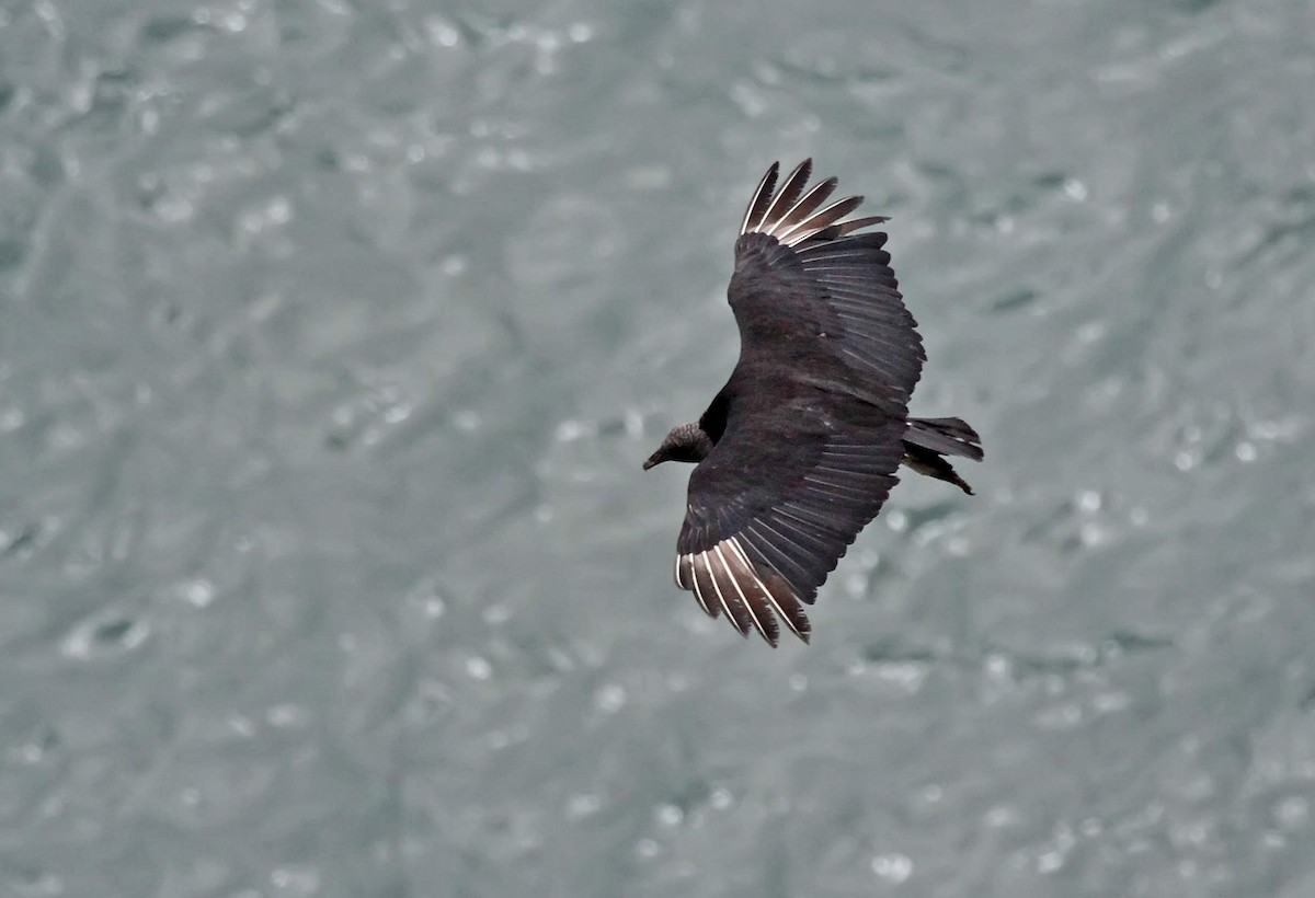 Black Vulture - Roger Ahlman