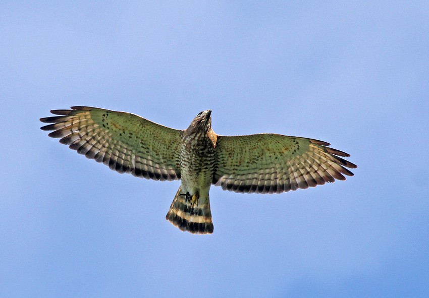 Broad-winged Hawk (Northern) - Roger Ahlman