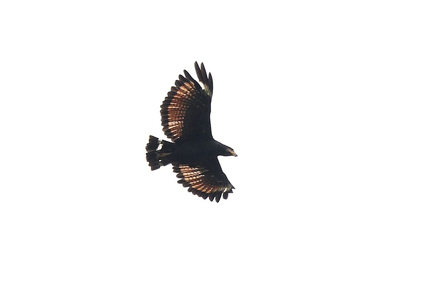 Common Black Hawk (Mangrove) - ML205014101