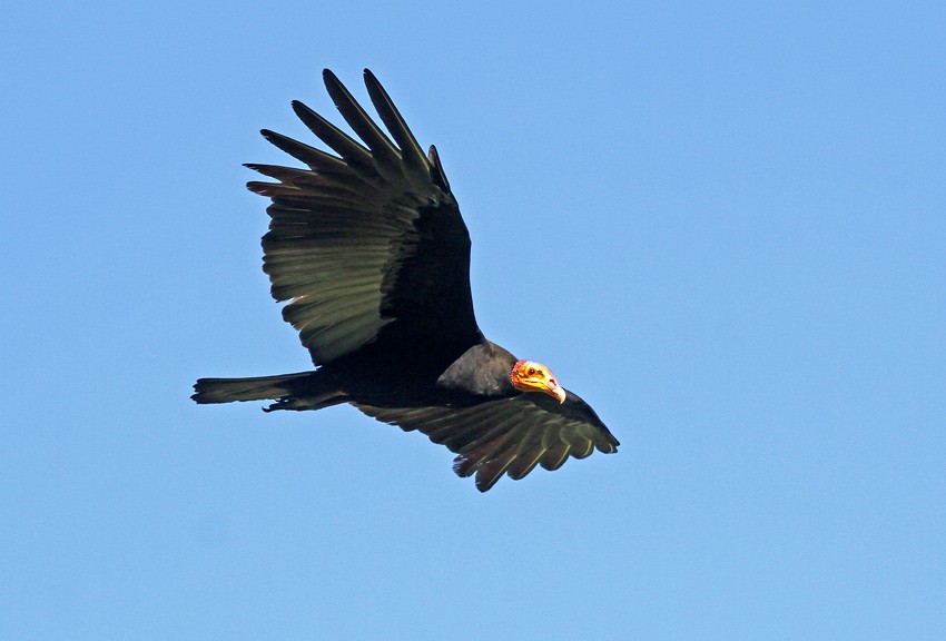 Greater Yellow-headed Vulture - Roger Ahlman