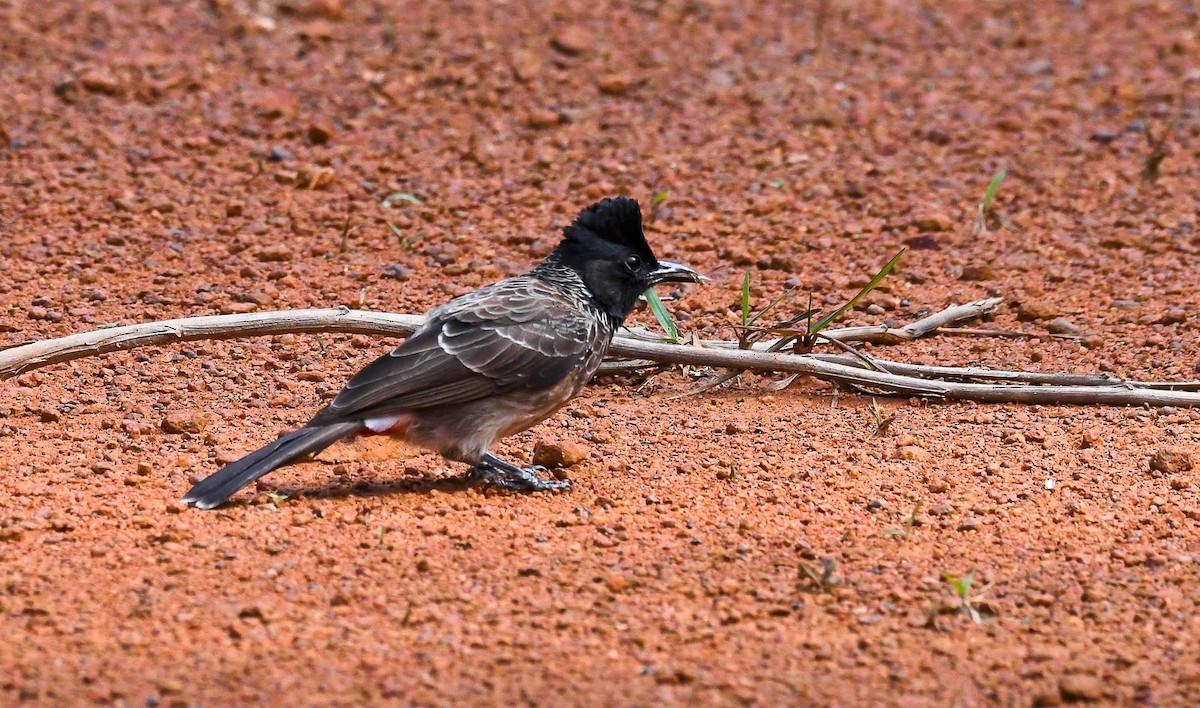Red-vented Bulbul - Eric Francois Roualet