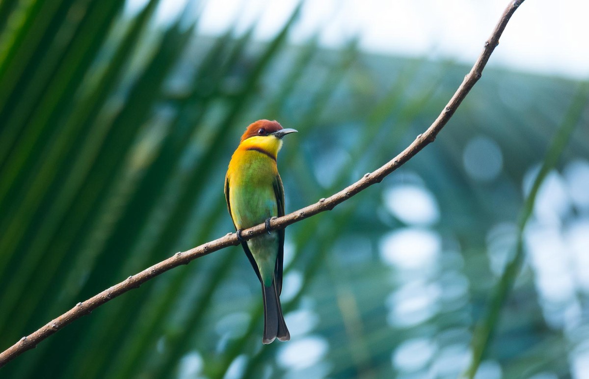 Chestnut-headed Bee-eater - Eric Francois Roualet