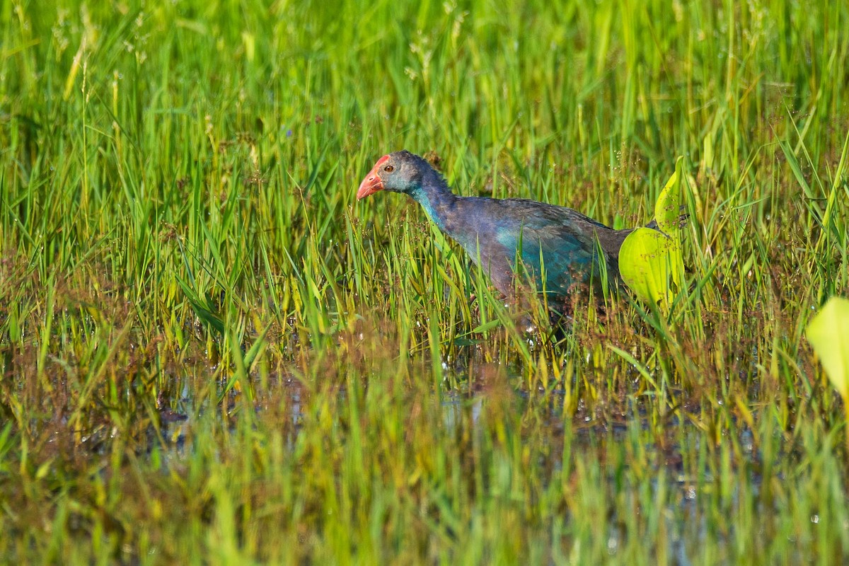 Gray-headed Swamphen - Eric Francois Roualet