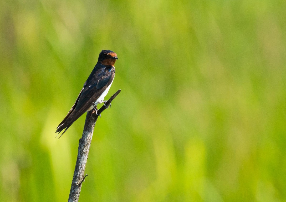 Barn Swallow (White-bellied) - Eric Francois Roualet