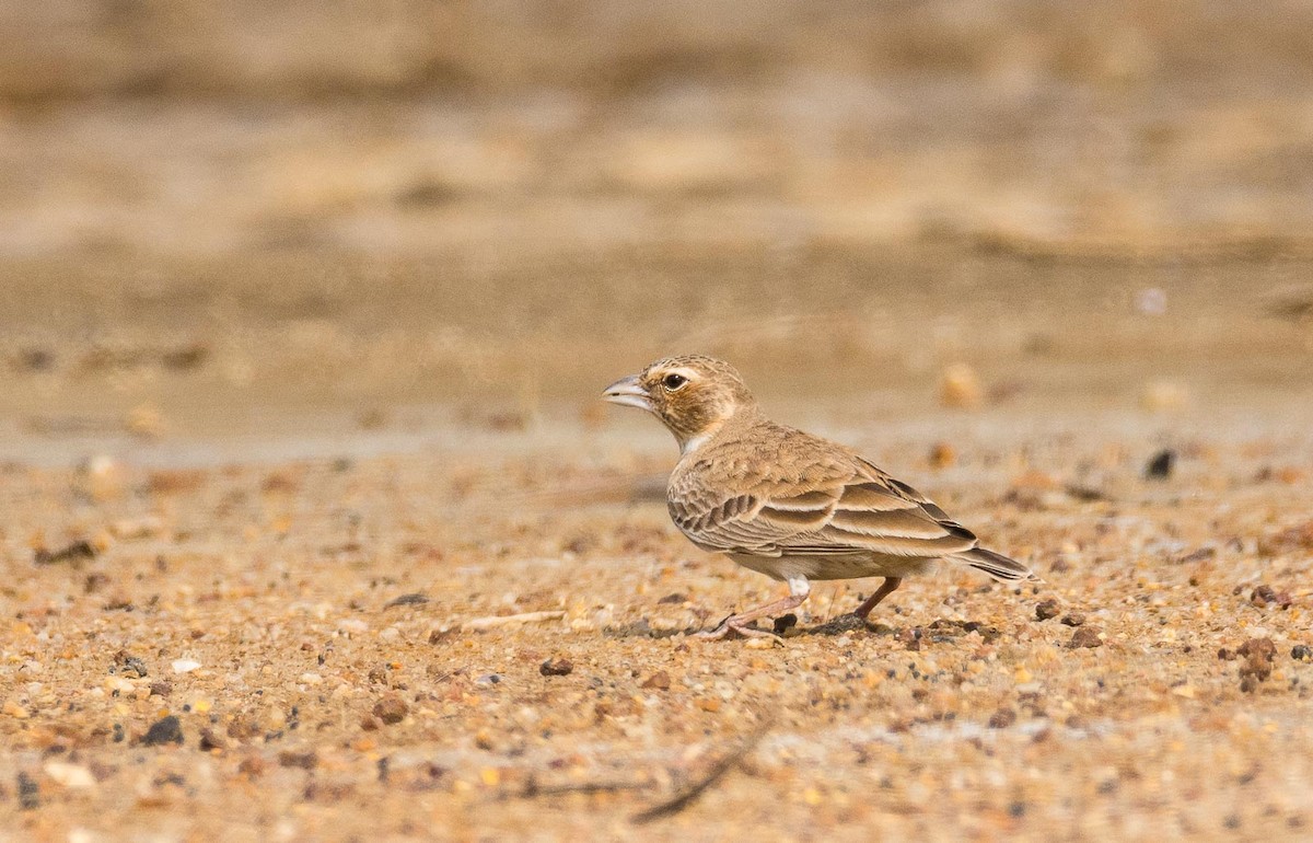Ashy-crowned Sparrow-Lark - ML205014991