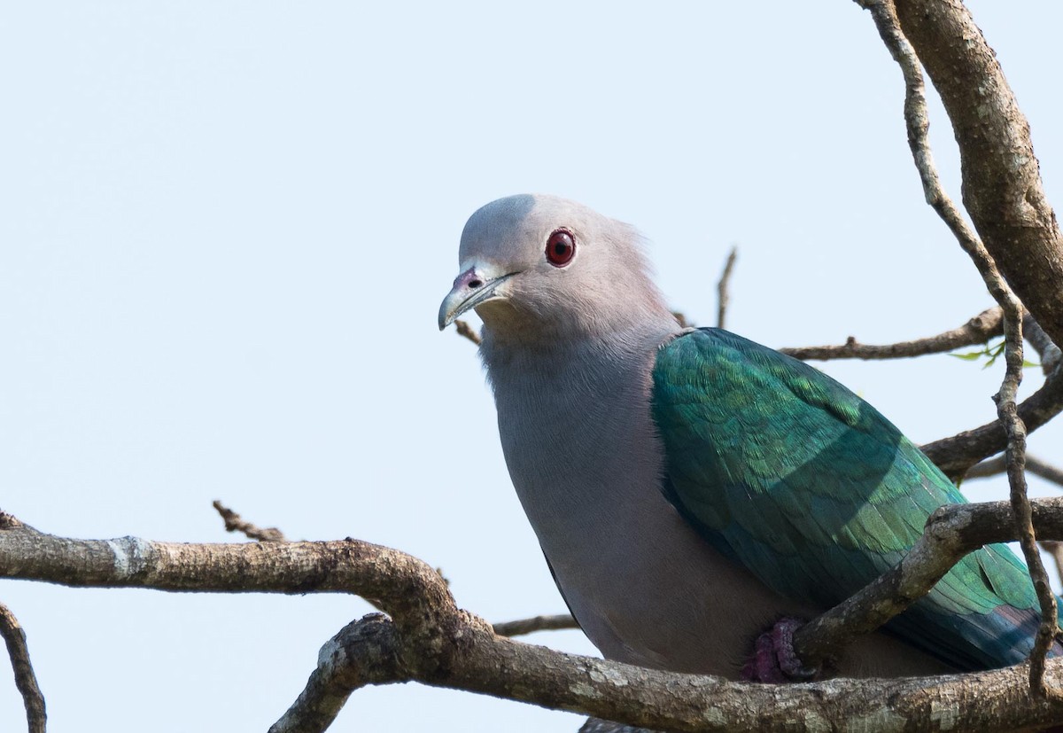 Green Imperial-Pigeon (Green) - ML205015001