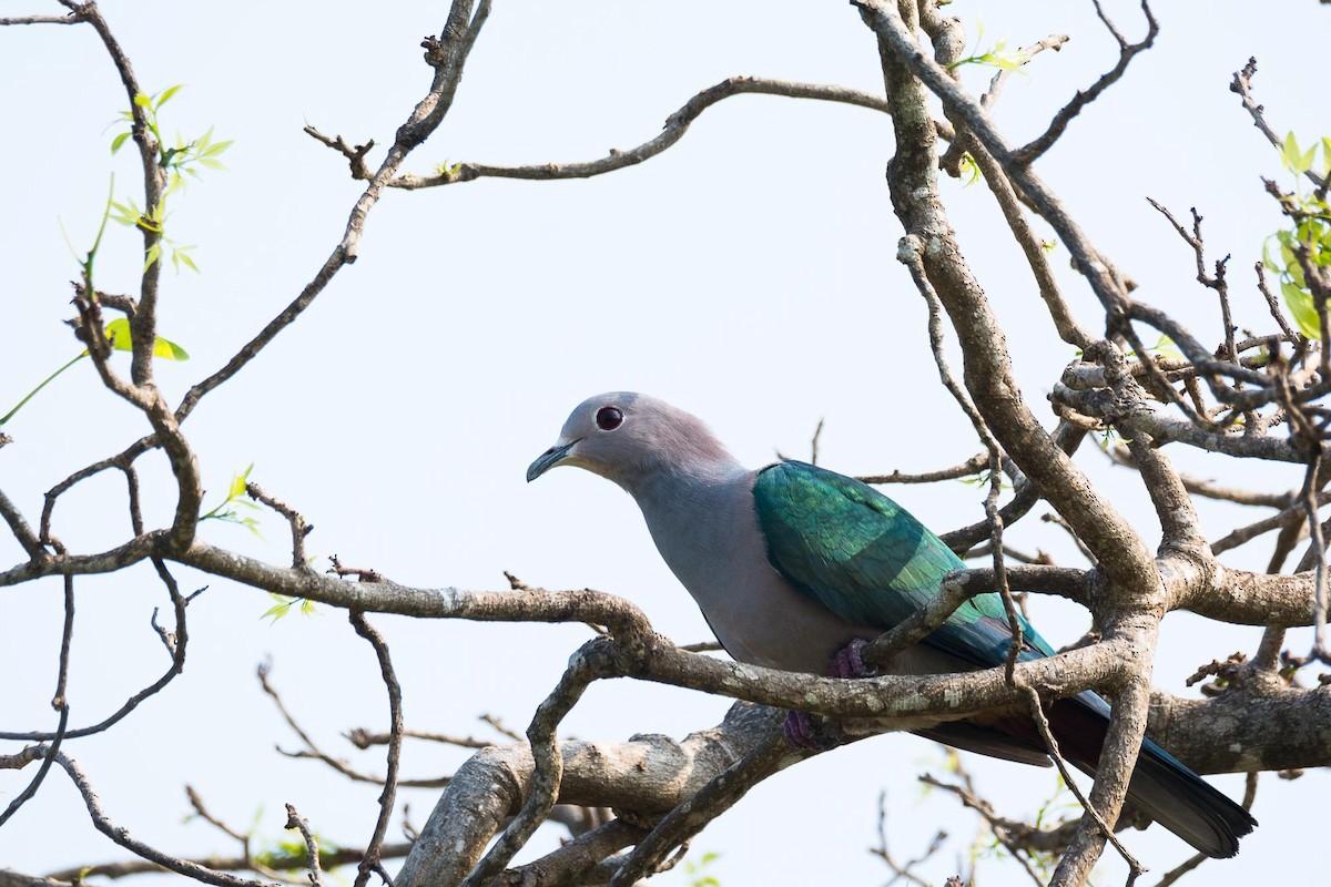 Green Imperial-Pigeon (Green) - Eric Francois Roualet