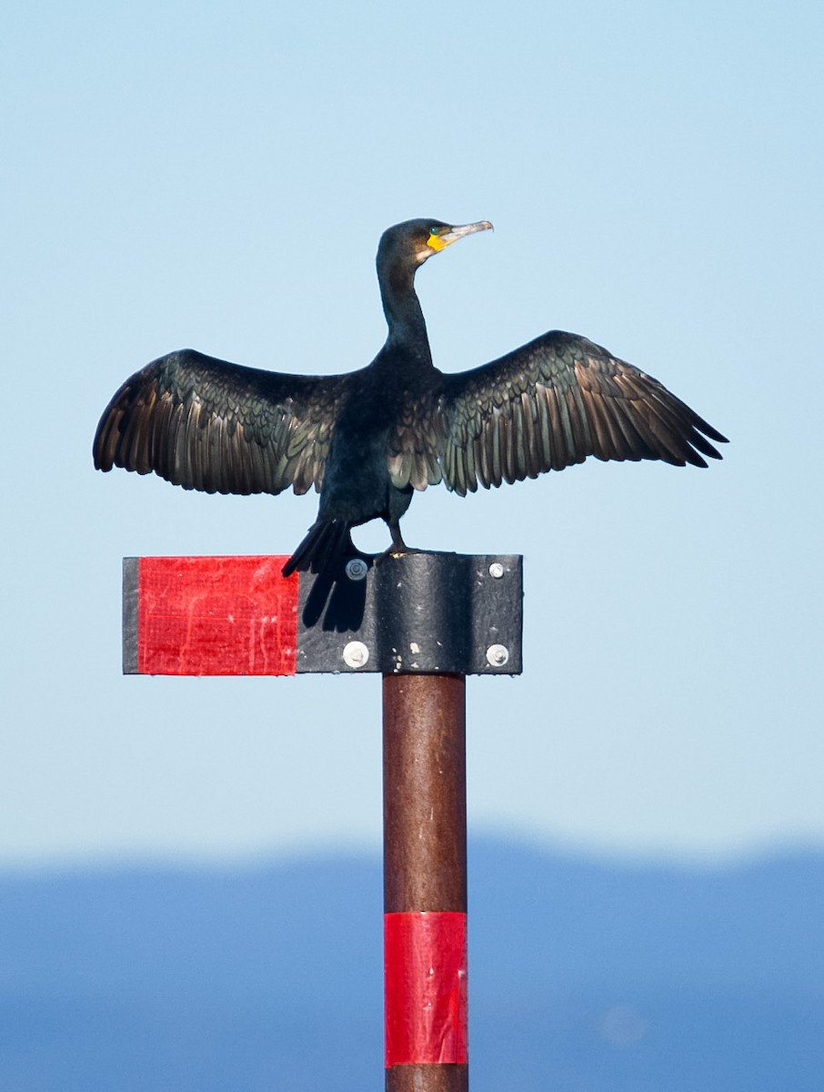 Great Cormorant (North Atlantic) - Eric Francois Roualet
