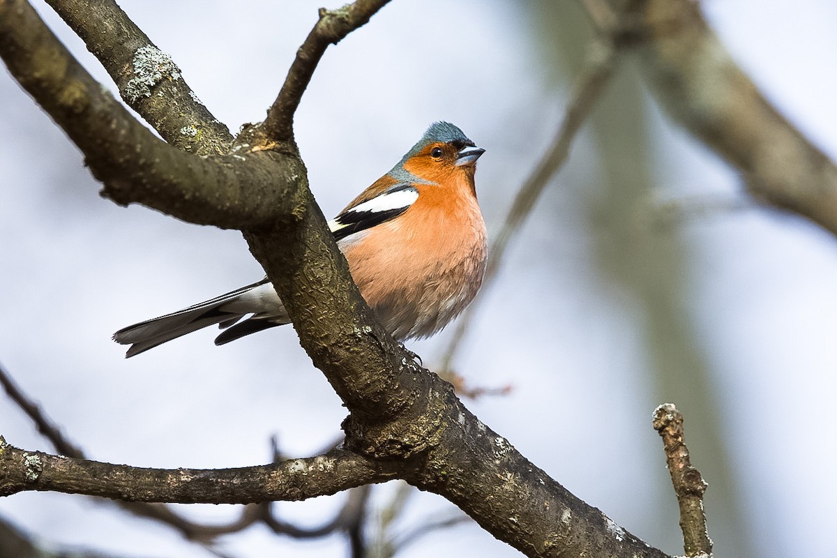 Common Chaffinch - Eric Francois Roualet