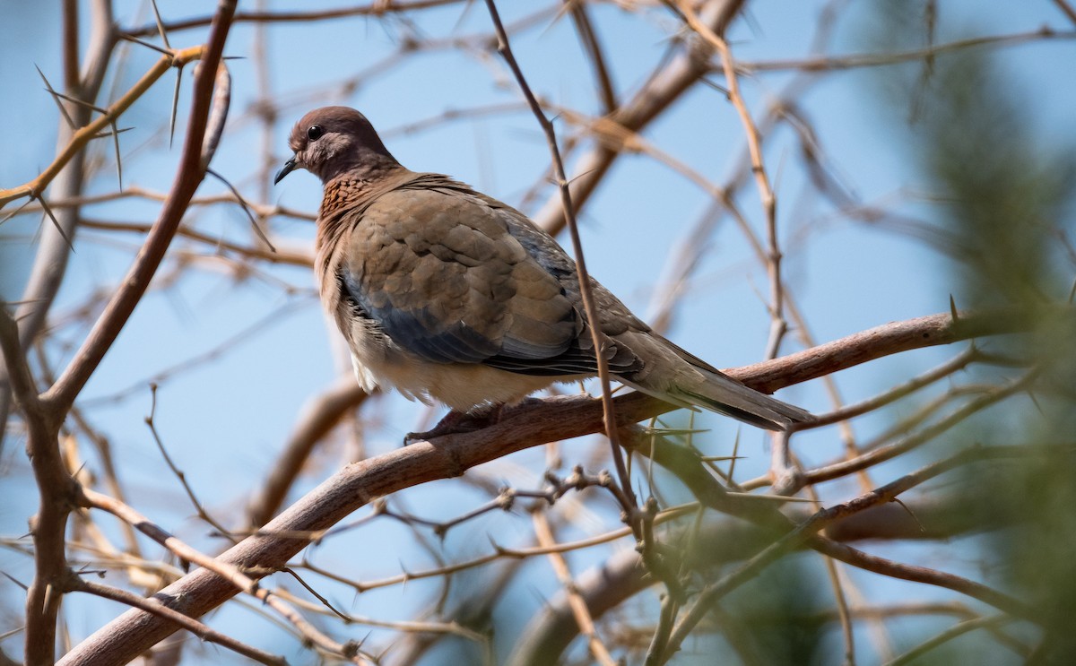 Laughing Dove - Eric Francois Roualet