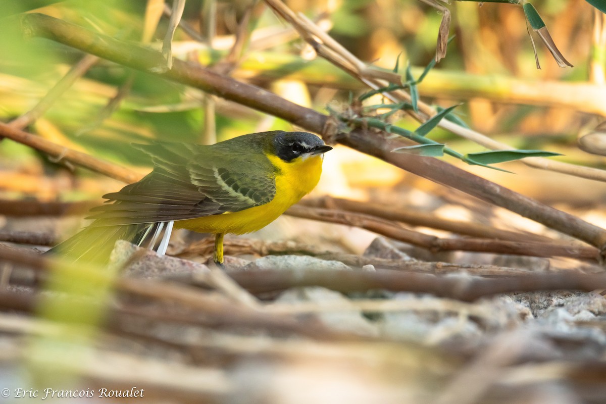 Western Yellow Wagtail (flava) - Eric Francois Roualet