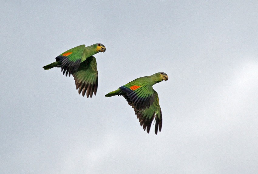 Orange-winged Parrot - Roger Ahlman
